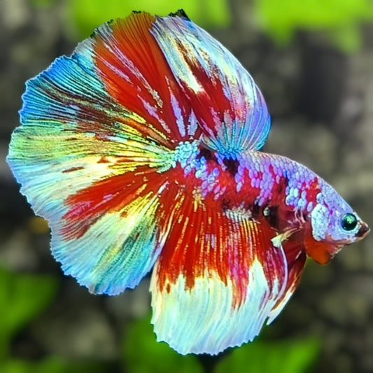 Multicolor Galaxy Barongsai Halfmoon Betta Fish Male