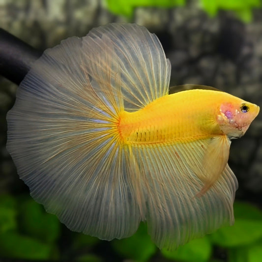 Solid Yellow Halfmoon Betta Fish Male