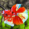 Red Koi Galaxy Barongsai Over Halfmoon Betta Fish Male