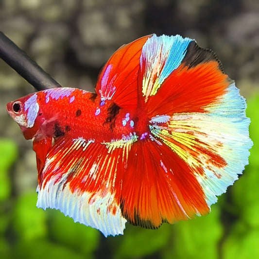 Red Koi Galaxy Barongsai Over Halfmoon Betta Fish Male