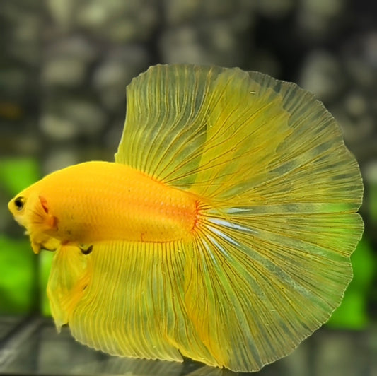 Solid Yellow Banana Halfmoon Betta Fish Male