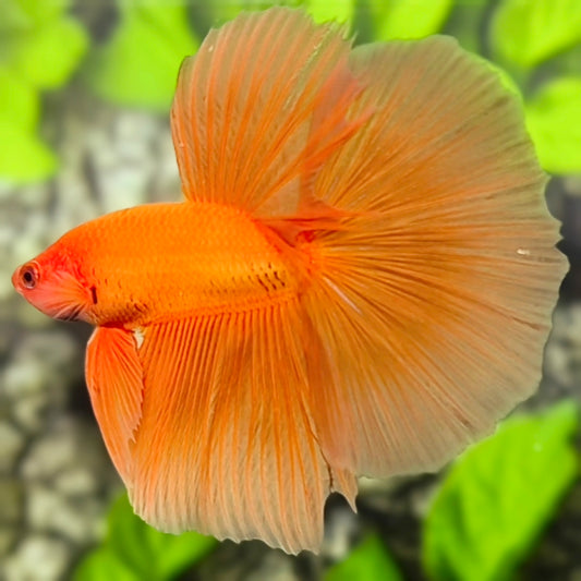 Solid Orange Halfmoon Betta Fish Male
