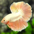 Platinum Rosegold Halfmoon Betta Fish Male
