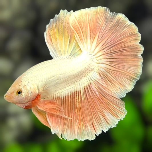 Platinum Rosegold Halfmoon Betta Fish Male