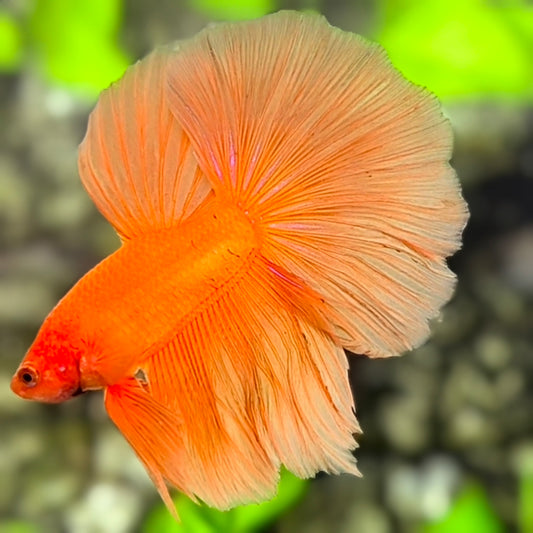 Solid Orange Halfmoon Betta Fish Male