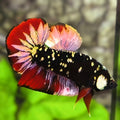 Avatar Blackstar Copper Gold Red Vampire HMPK Betta Fish Male