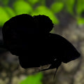 Solid Super Double Black HMPK Betta Fish Male