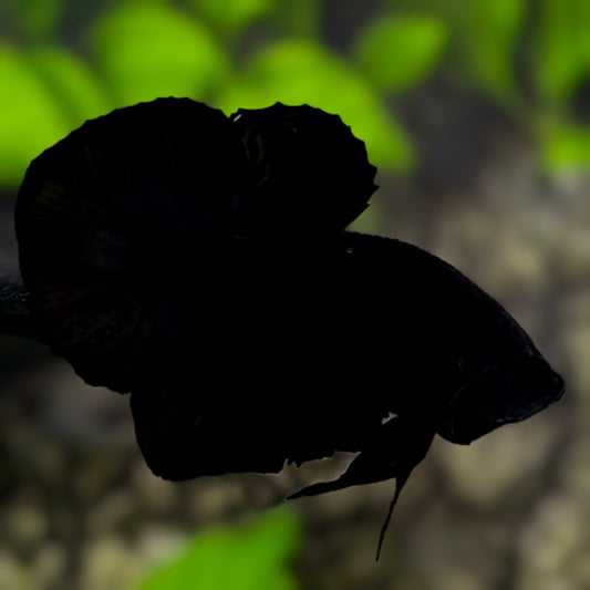 Solid Super Double Black HMPK Betta Fish Male