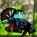 Avatar Blackstar Turquoise Red HMPK Betta Fish Male