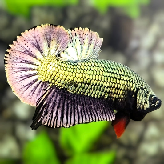 Copper Green Purple HMPK Betta Fish Male
