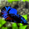 Avatar Blackstar Super Blue HMPK Betta Fish Male