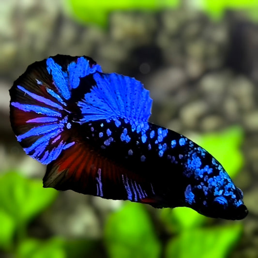 Avatar Blackstar Super Blue HMPK Betta Fish Male