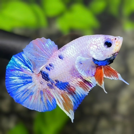 Candy Purple Pink Blue HMPK Betta Fish Male