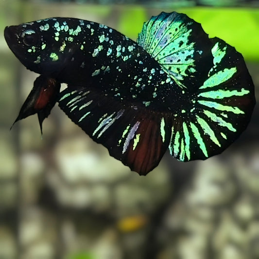 Avatar Nebula Blackstar Green Startail HMPK Betta Fish Male