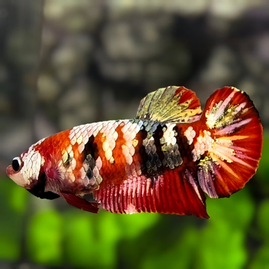Red Koi Copper Gold Galaxy HMPK Betta Fish Female For Sorority / Breed #RKC