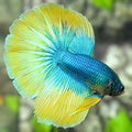 Yellow Turquoise Butterfly Halfmoon Betta Fish Male