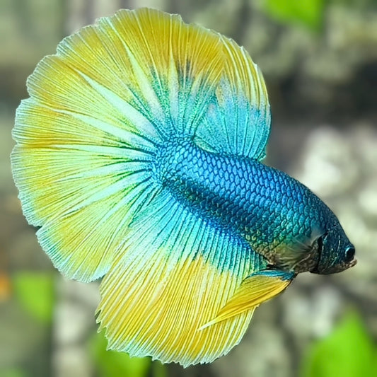 Yellow Turquoise Butterfly Halfmoon Betta Fish Male