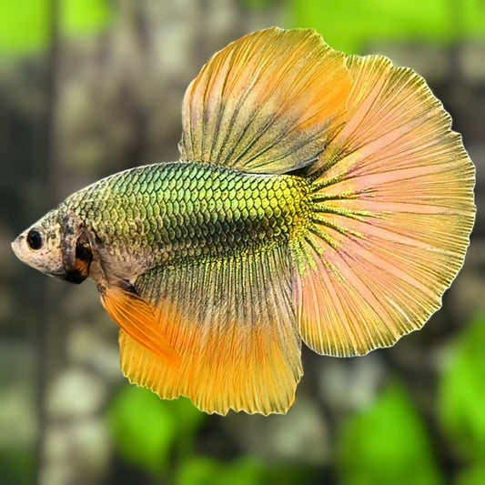 Orange Green Copper Butterfly Halfmoon Betta Fish Male