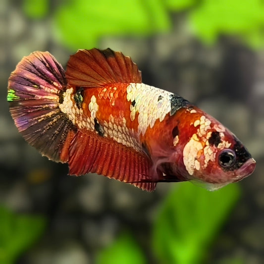 Red Koi Copper Gold Galaxy HMPK Betta Fish Female For Sorority / Breed #RKC