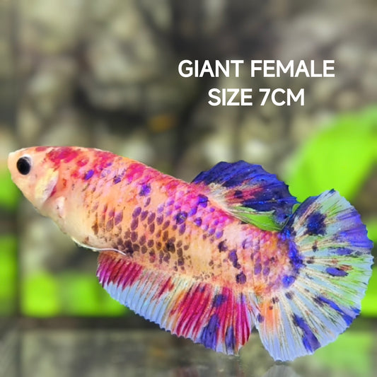 Multicolor Candy JUMBO GIANT HMPK Betta Fish Female