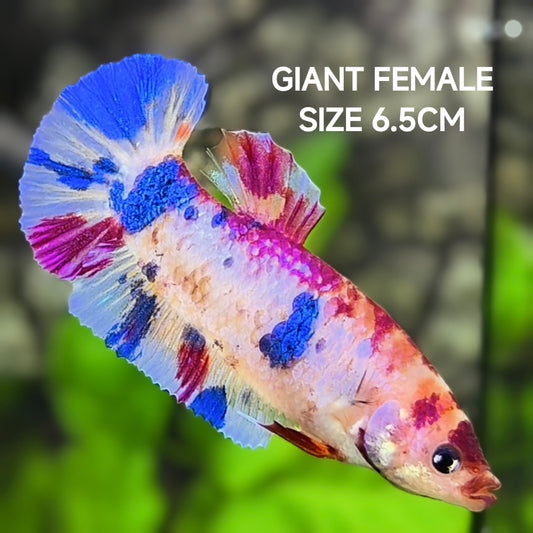 Multicolor Candy JUMBO GIANT HMPK Betta Fish Female