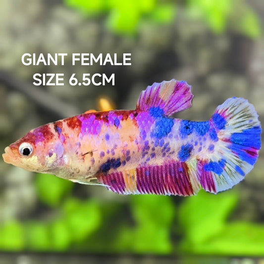 Multicolor Candy JUMBO GIANT HMPK Betta Fish Female