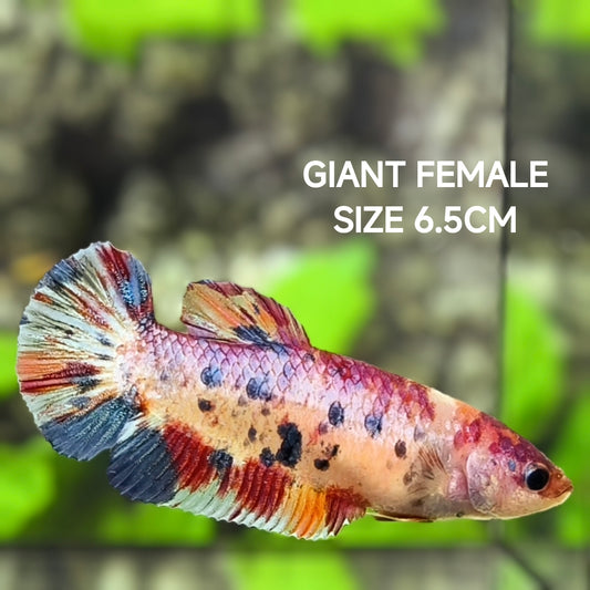 Multicolor Candy JUMBO GIANT HMPK Betta Fish Female
