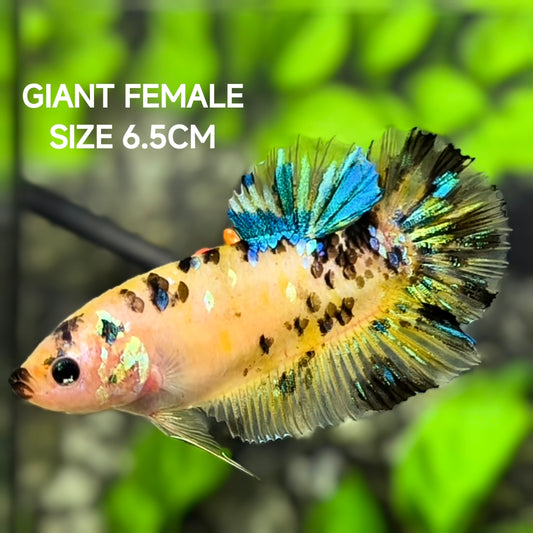 Yellow Koi Tiger JUMBO GIANT HMPK Betta Fish Female