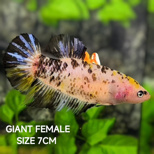 Koi Tiger JUMBO GIANT HMPK Betta Fish Female
