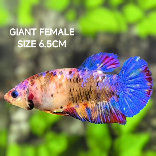 Multicolor Candy Galaxy JUMBO GIANT HMPK Betta Fish Female