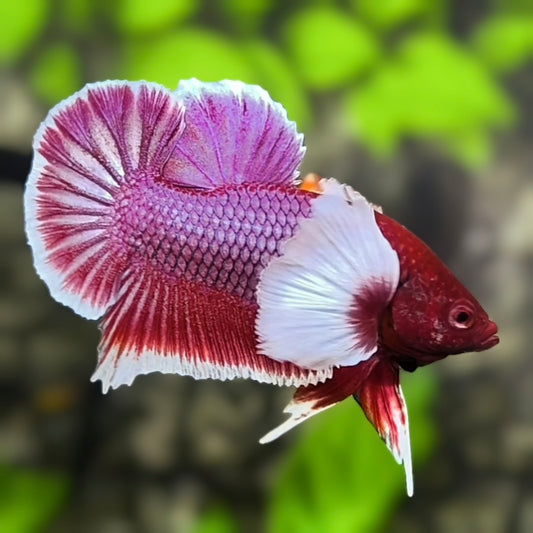 Dumbo Ears Lavender HMPK Betta Fish Male