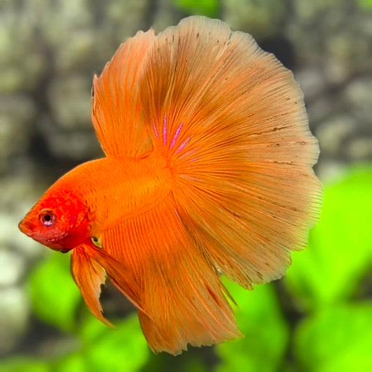 Solid Orange Halfmoon Betta Fish Male