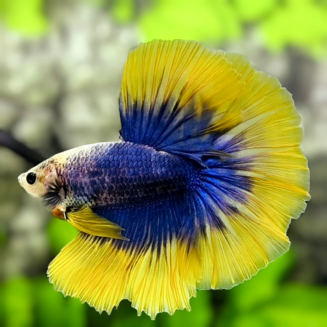 Yellow Blue Mascot Butterfly Halfmoon Betta Fish Male