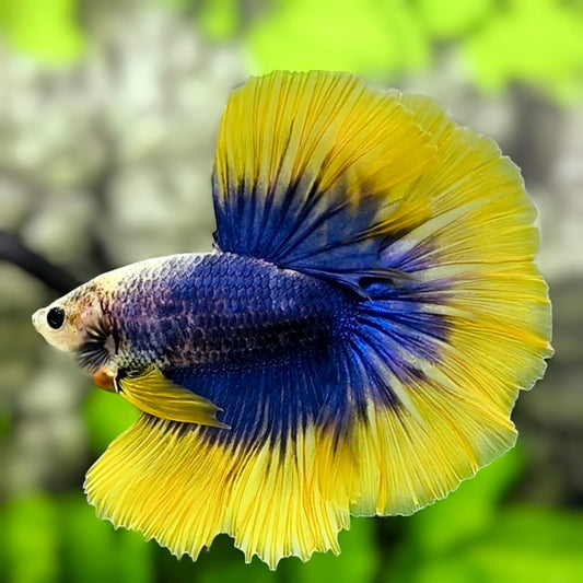 Yellow Blue Mascot Butterfly Halfmoon Betta Fish Male