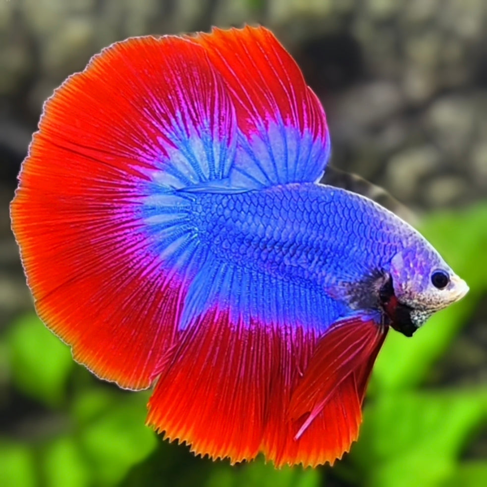 Red Blue Mascot Butterfly Halfmoon Betta Fish Male