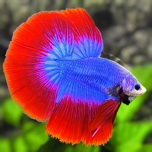 Red Blue Mascot Butterfly Halfmoon Betta Fish Male