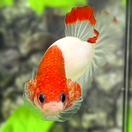 Red Tancho Koi HMPK Betta Fish Male