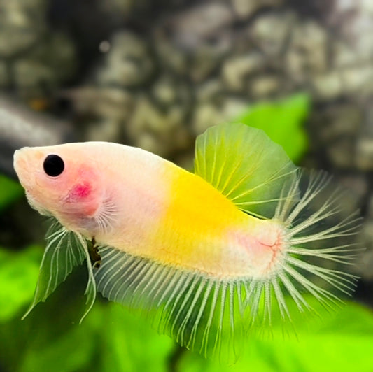 Yellow Tancho Koi HMPK Betta Fish Male