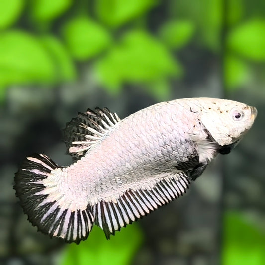Full Masked Black Dragon HMPK Betta Fish Female For Sorority / Breed