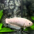 Black Dragon HMPK Betta Fish Female For Sorority / Breed