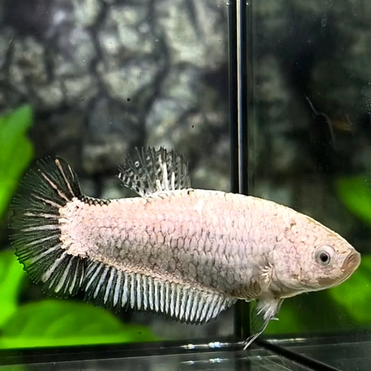 Black Dragon HMPK Betta Fish Female For Sorority / Breed