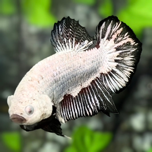 Full Masked Black Dragon HMPK Betta Fish Male
