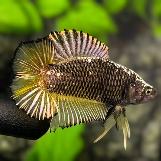 Yellow Gold Mamba Pineapple Doubletail HMPK Betta Fish Male