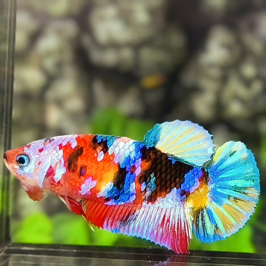 Multicolor Galaxy HMPK Betta Fish Female For Sorority / Breed