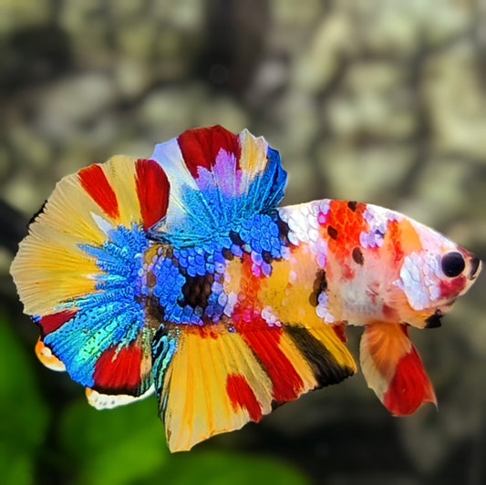 Yellowbase Multicolor Galaxy HMPK Betta Fish Male