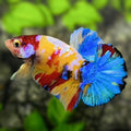 Yellowbase Multicolor Galaxy Over HMPK Betta Fish Male