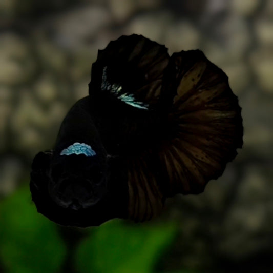 RARE Black Turquoise Tancho HMPK Betta Fish Male