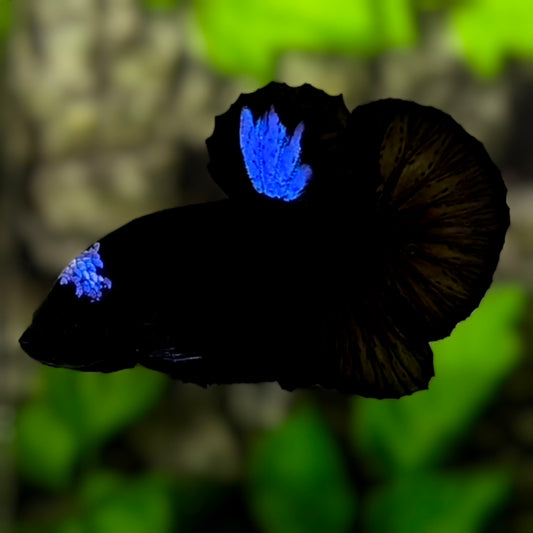 RARE Black Superblue Tancho HMPK Betta Fish Male