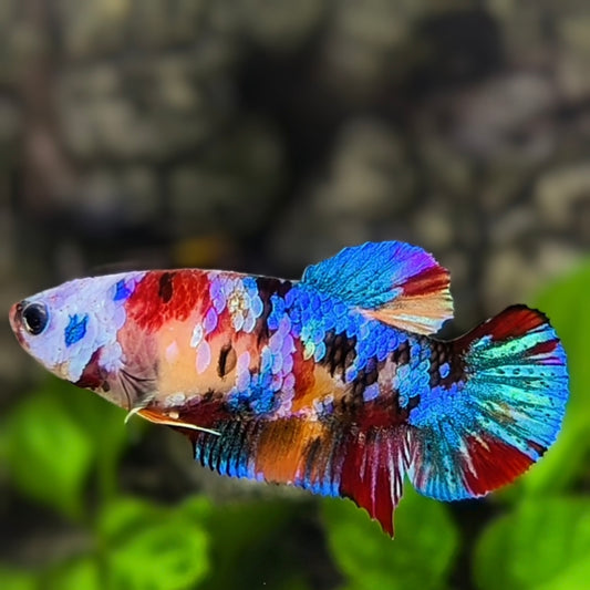 Multicolor Galaxy HMPK Betta Fish Female For Sorority / Breed
