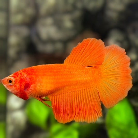 Solid Orange Halfmoon Betta Fish Female For Sorority / Breed